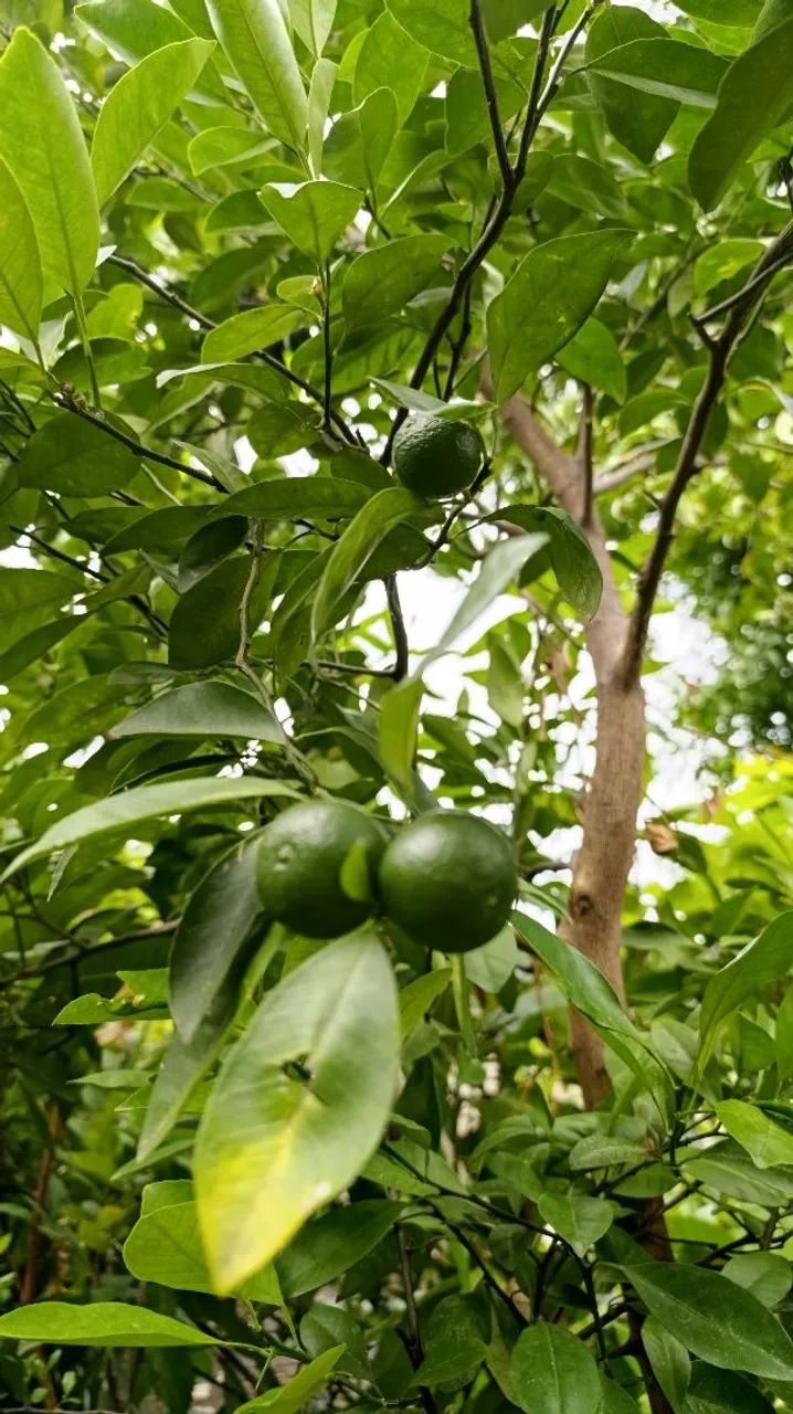 Frutíferas produzindo - Foto 5
