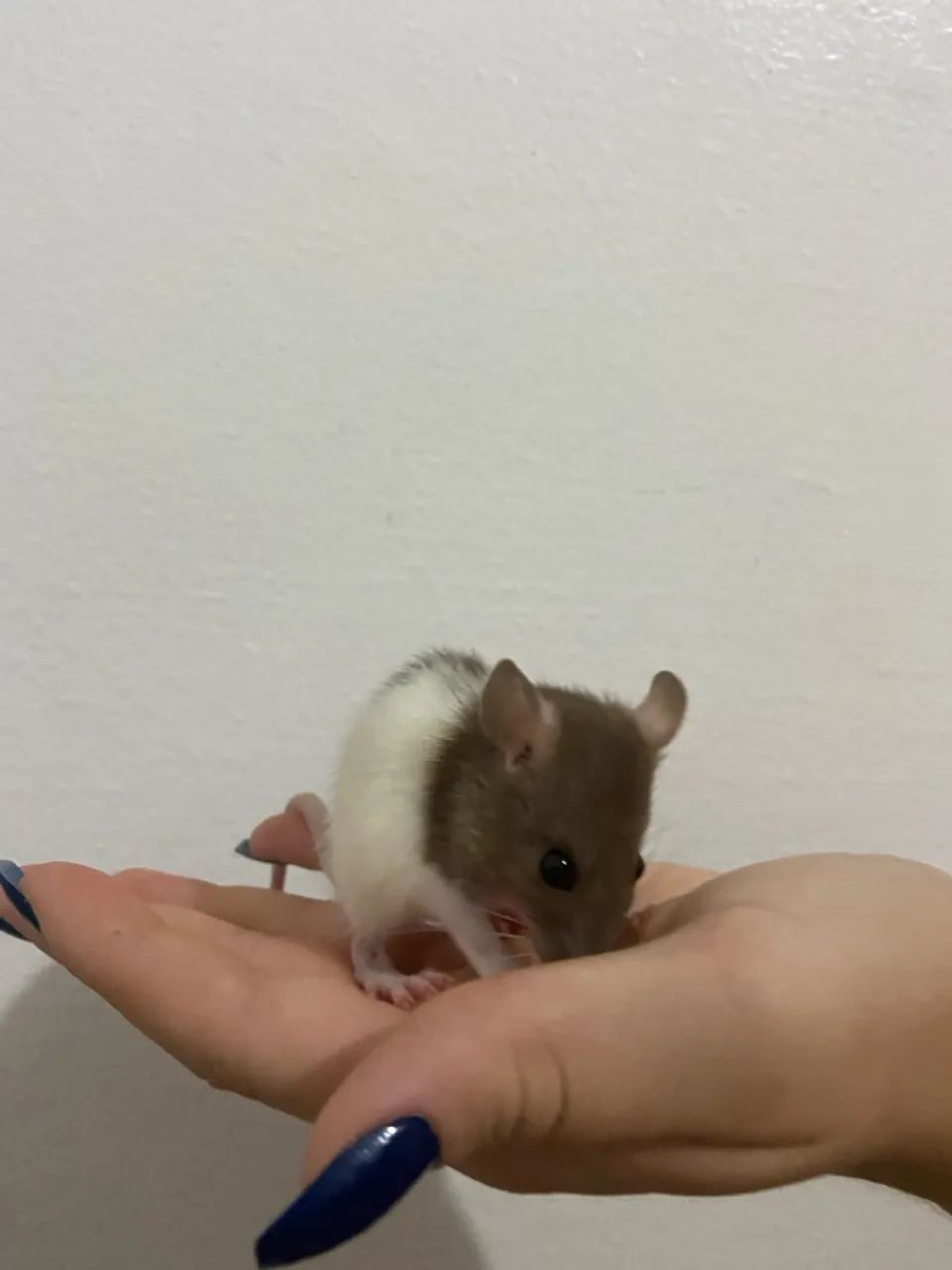 Vendo Ratinhos Filhotes (Raça Twister Standard) - 1 mês e 4 dias - R$50,00 cada - Foto 5
