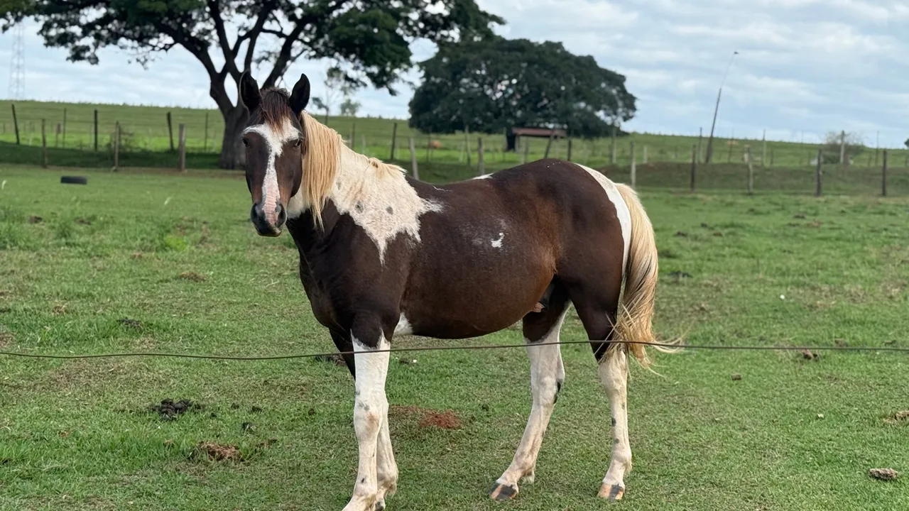 Cavalo Paint Horse 