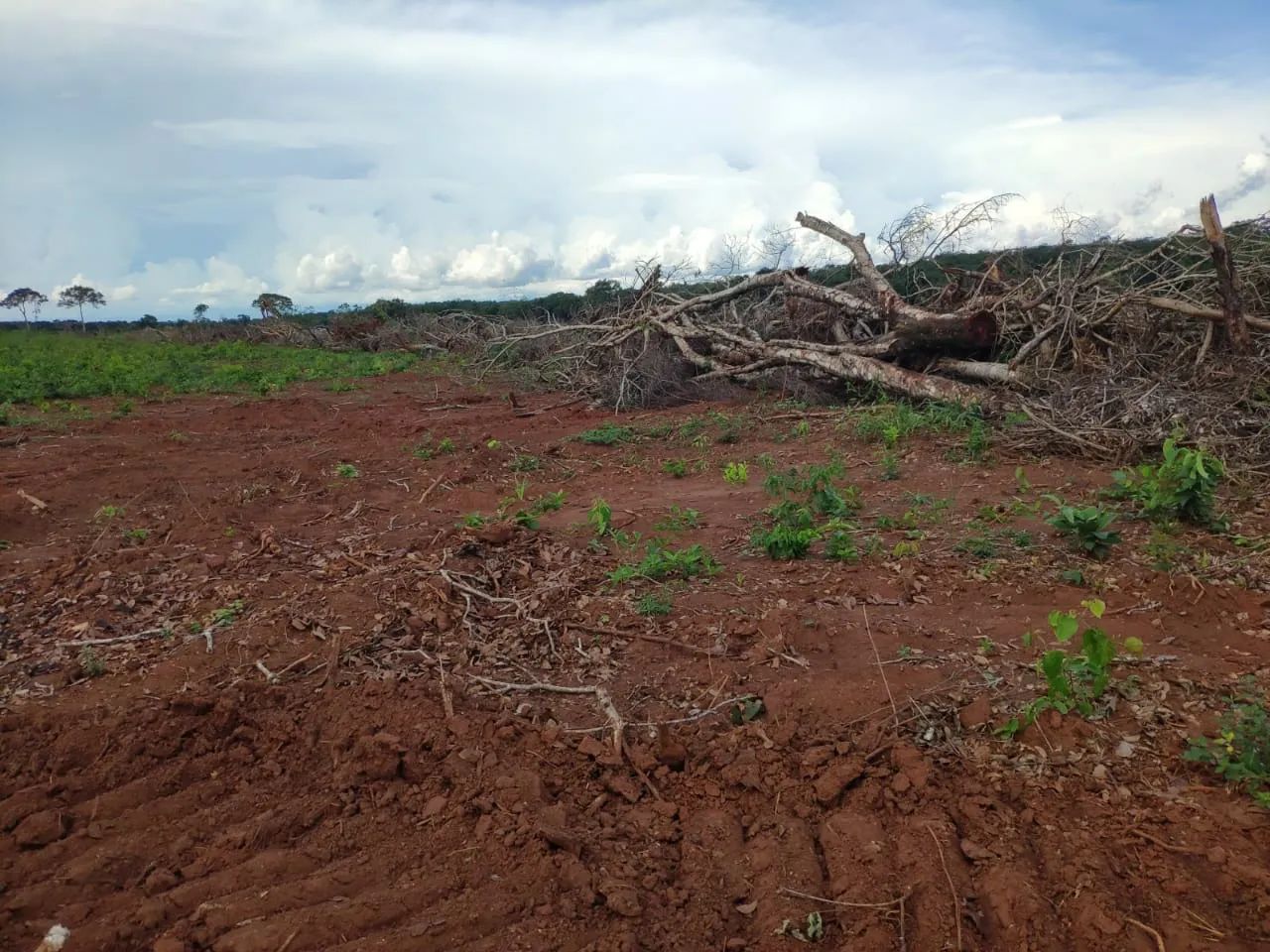 Vendo fazenda em Tocantins - Foto 2