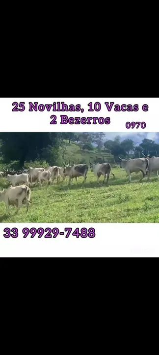 25 Novilhas, 10 vacas e 3 bezerros  - Foto 5