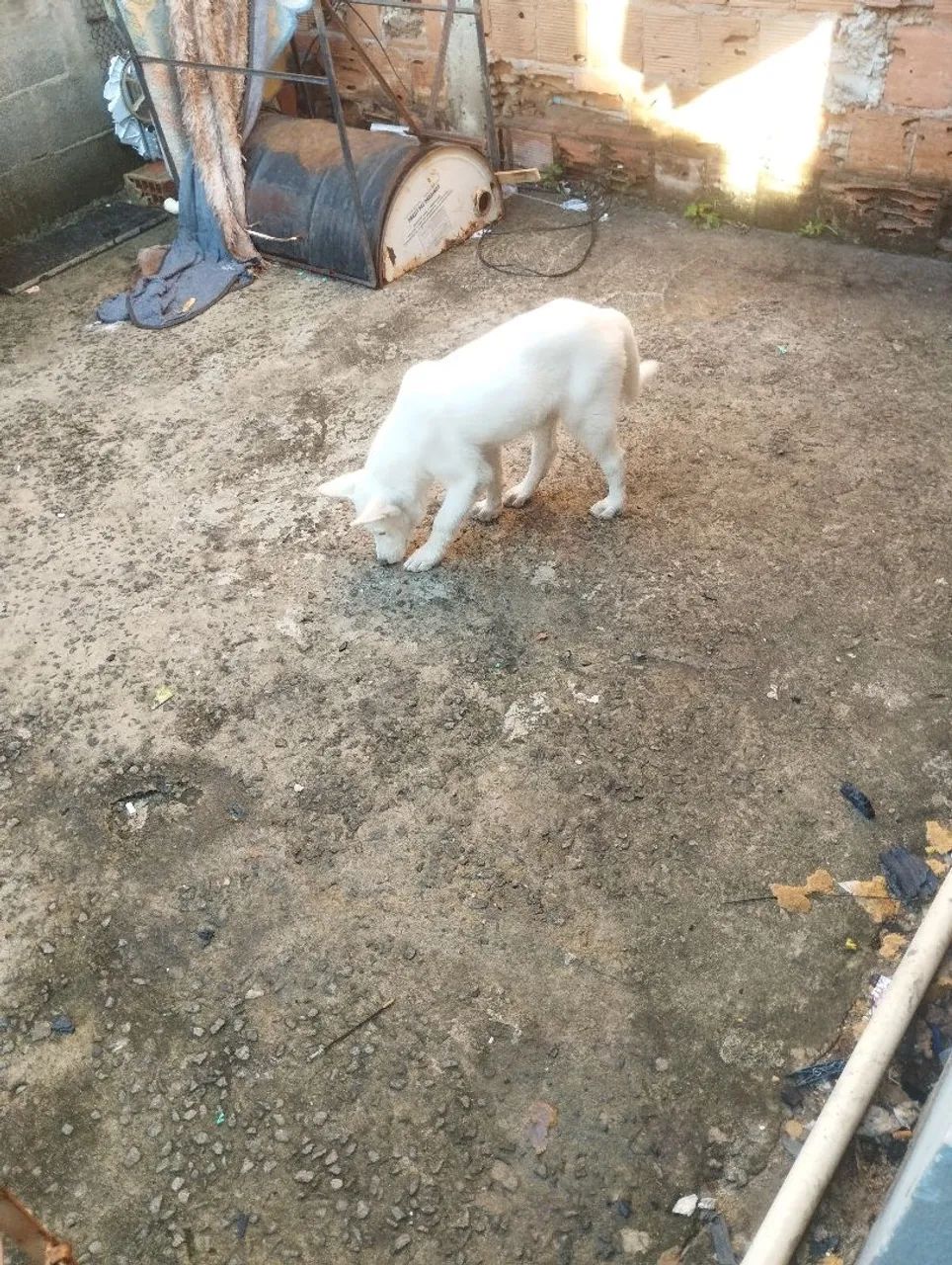 Filhote Husky Siberiano de Olhos Azuis - Foto 4