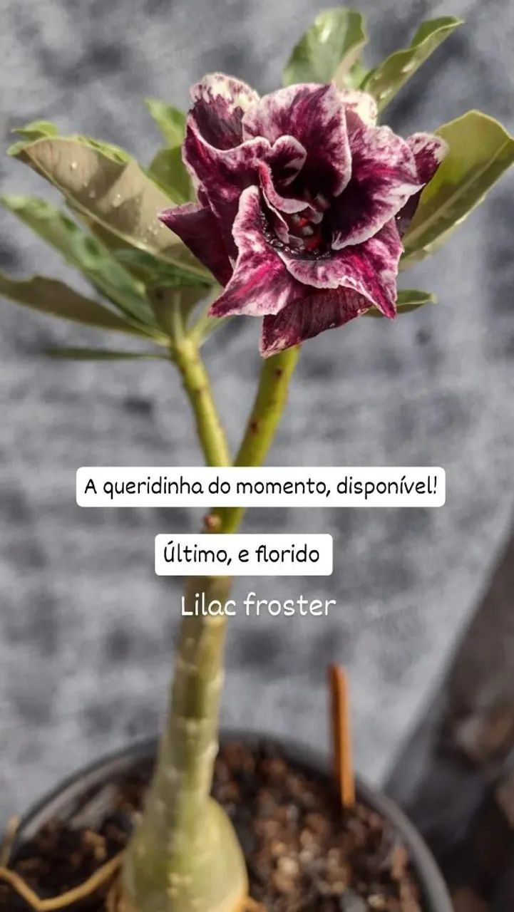 Rosa do deserto (a queridinha do momento). Lilac froster 