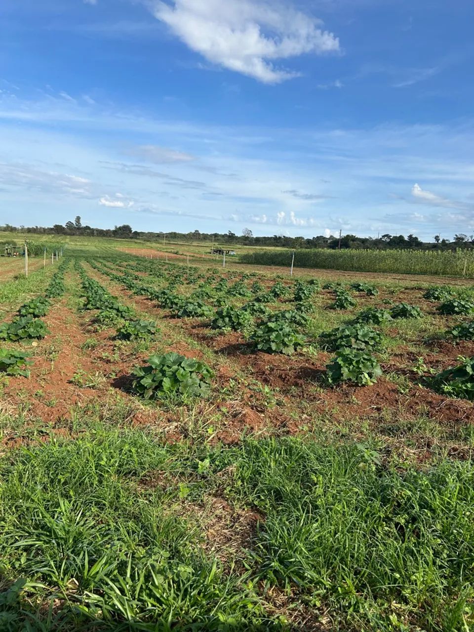 Plantação de abobrinha, Quiabo, Feijão e Mandioca 