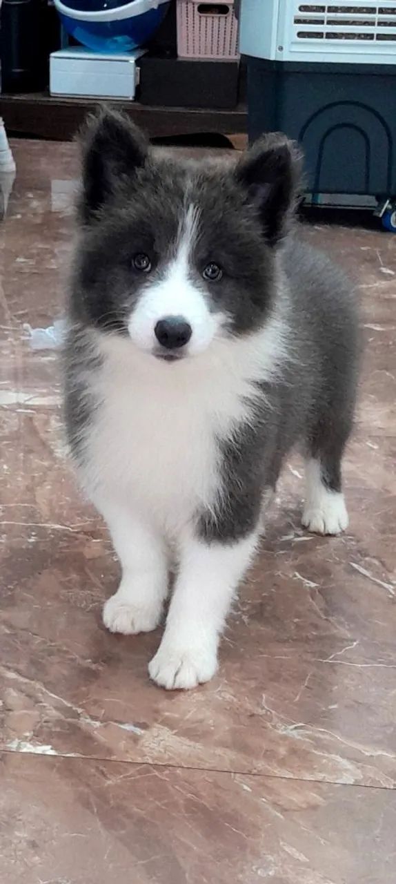 Border collie filhotes  - Foto 2