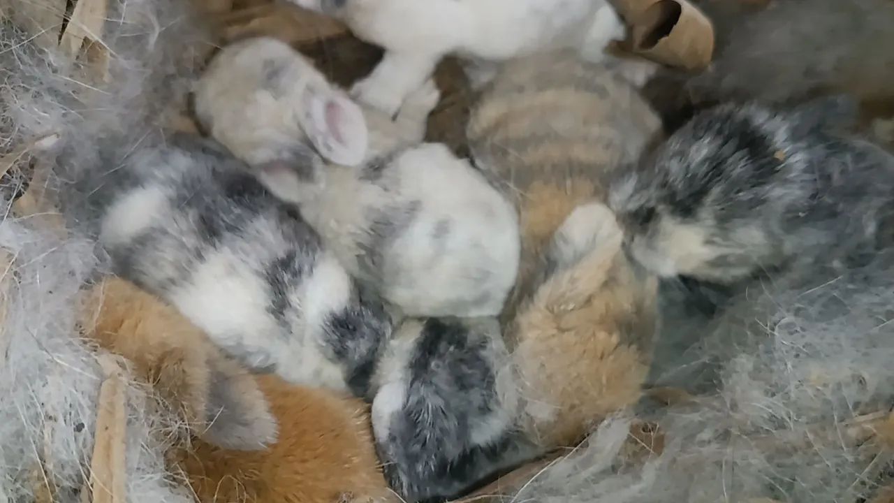 Mini Lop uruguaio  - Foto 3