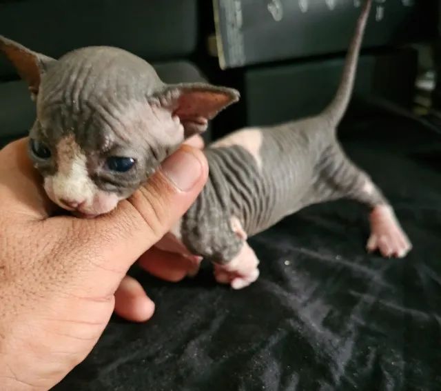 sphynx bambino - Foto 3