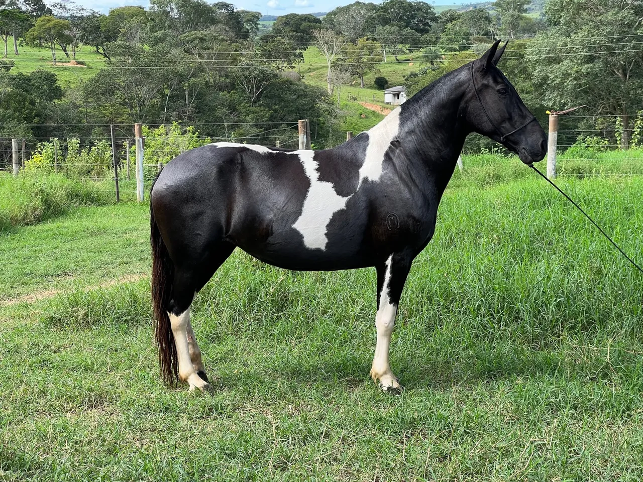 Égua pampa de preto - macha batida
