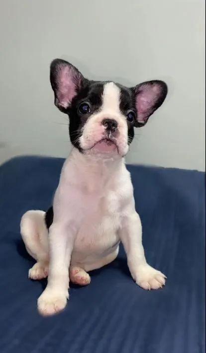Filhote de Bulldog Francês
