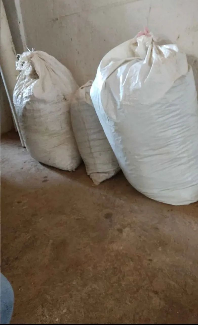 Semente de capim Andropogon  - Foto 6