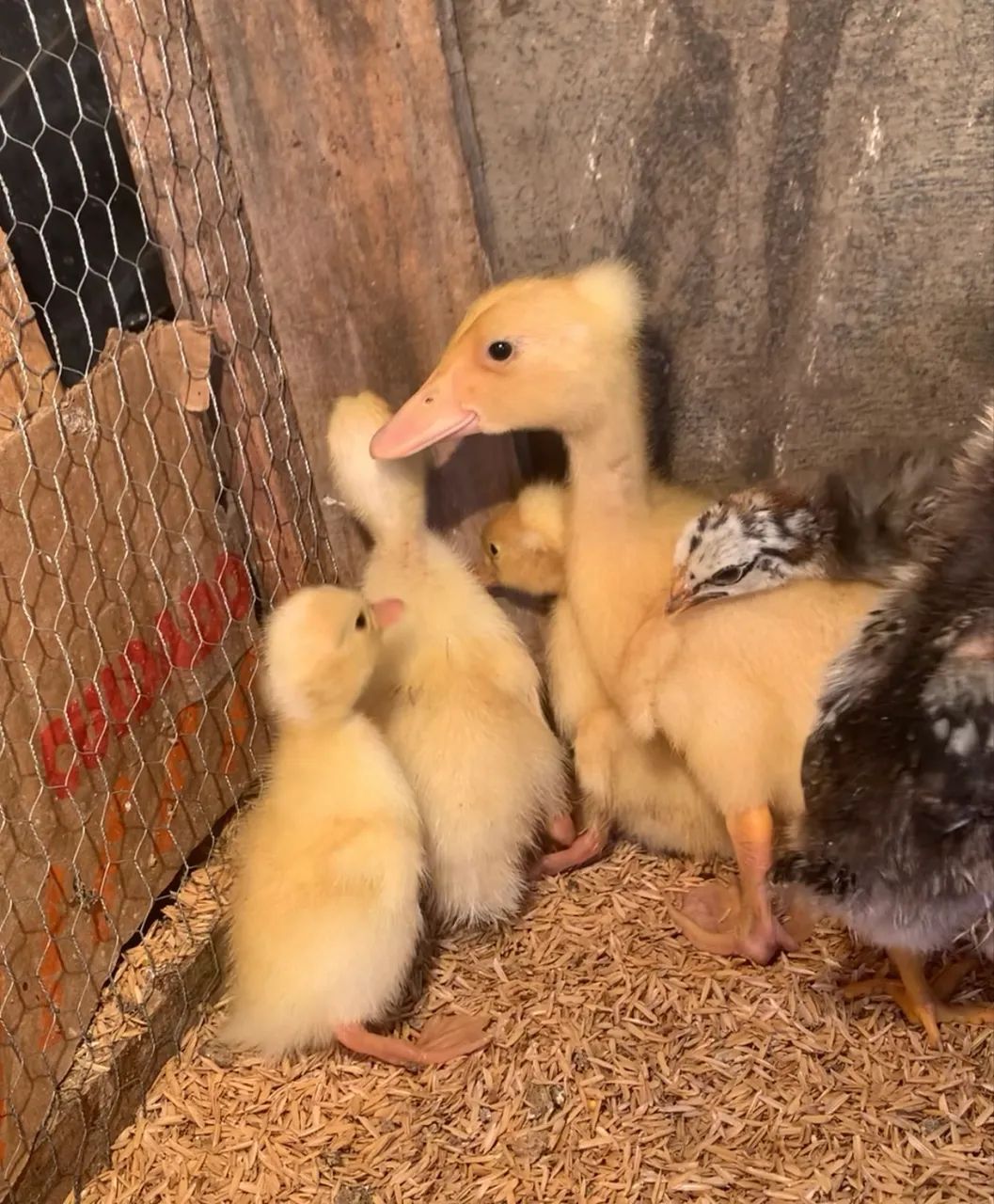 Pintinhos GLC de ovos coloridos, Galinha da Angola e Marrecos Pompom  - Foto 5