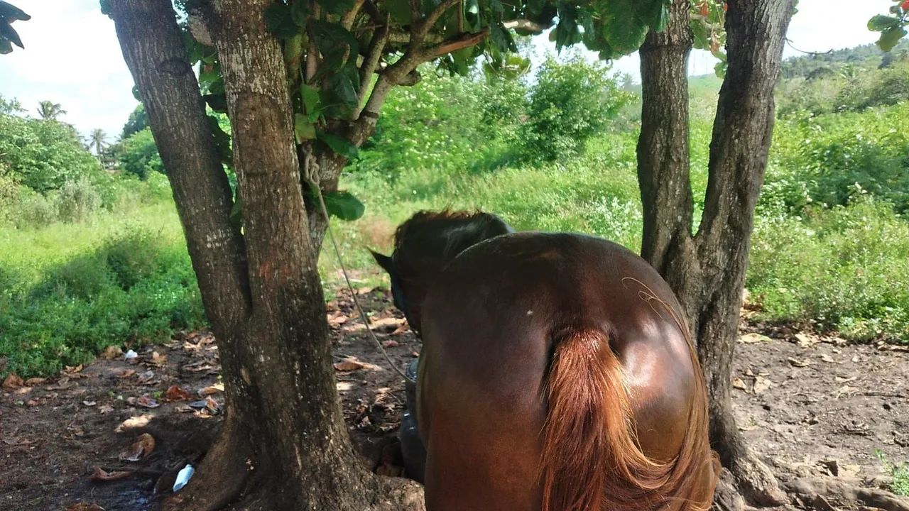 Cavalo Quarto de Milha para venda - Foto 4