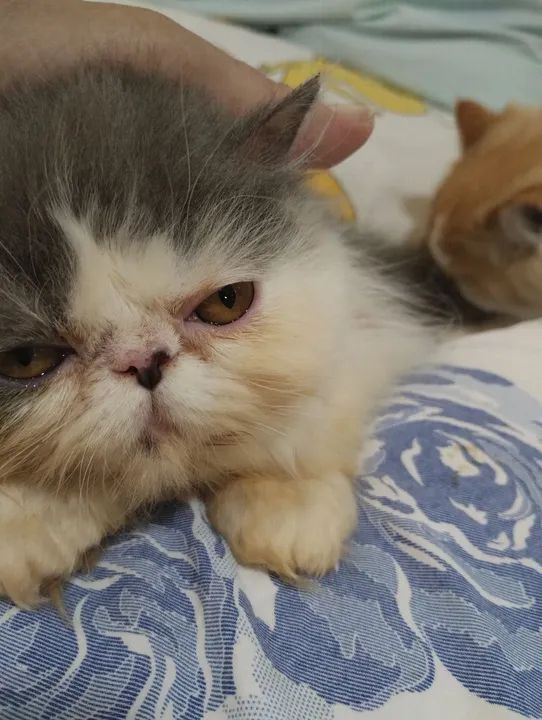 Top show persa - Foto 4