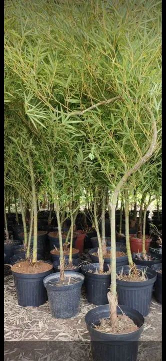 Bambu da sorte e bambú Mosso grandes e enraizado  - Foto 5