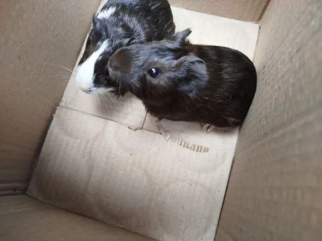 Porquinho da índia 65 reais cada - Foto 2