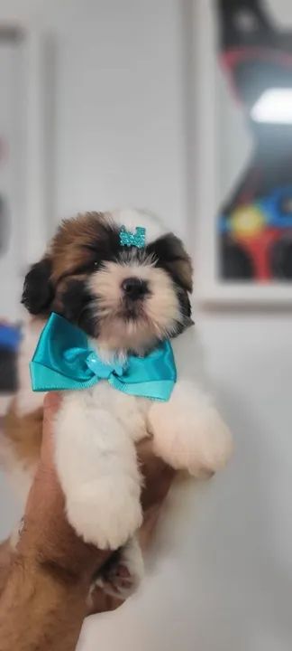 Shih-tzu Macho  - Foto 4