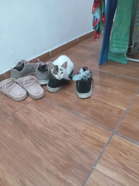 Gatinho Branco e Cinza de 5 meses - Foto 3