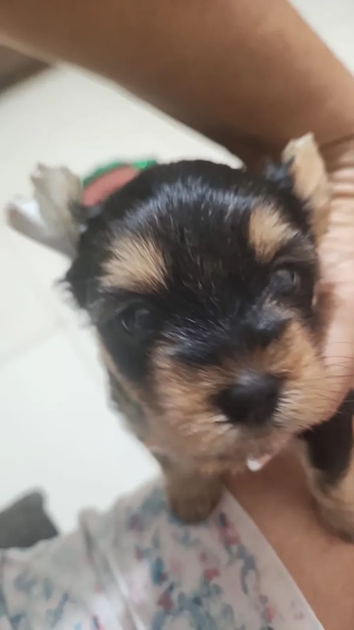 Filhote de Yorkshire Terrier para adoção