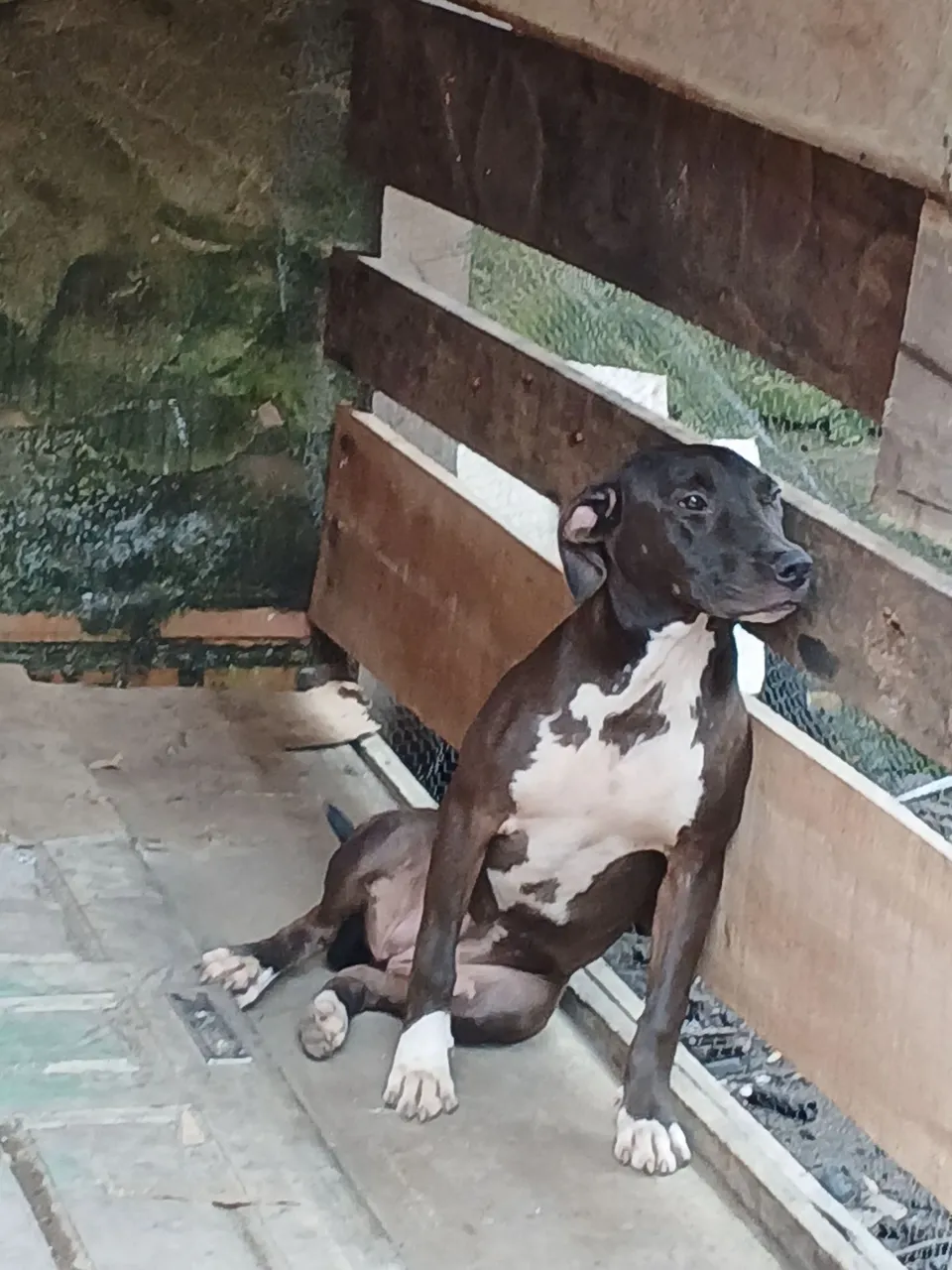 Vendo uma cadela 
