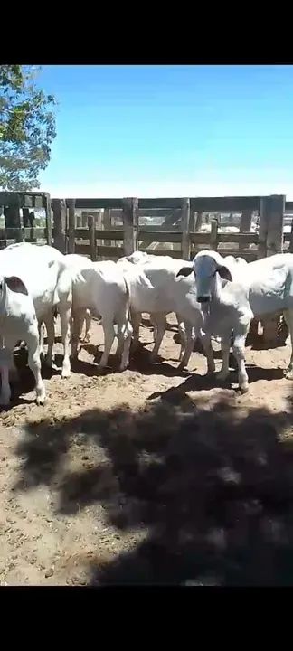 Bezerros Nelore puros - Foto 3