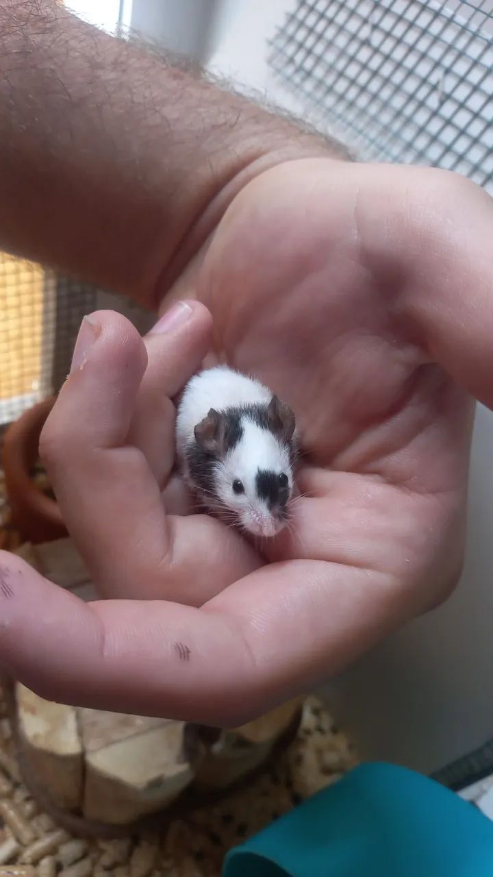 MINI rato! Filhotes de Topolinos. O menor camundongo do mundo - Foto 2