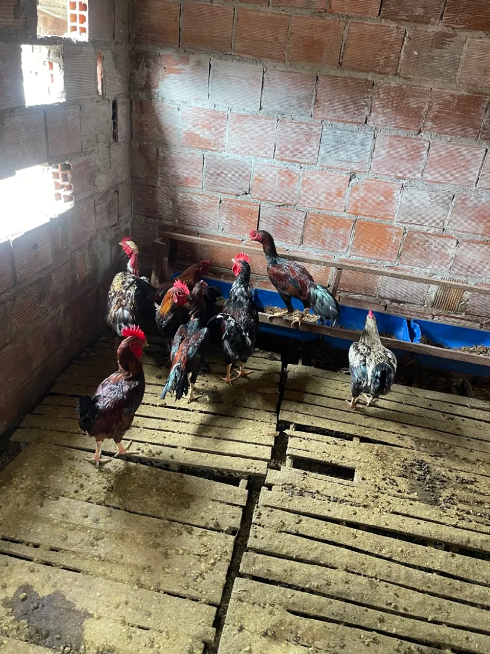 Galos pra vende