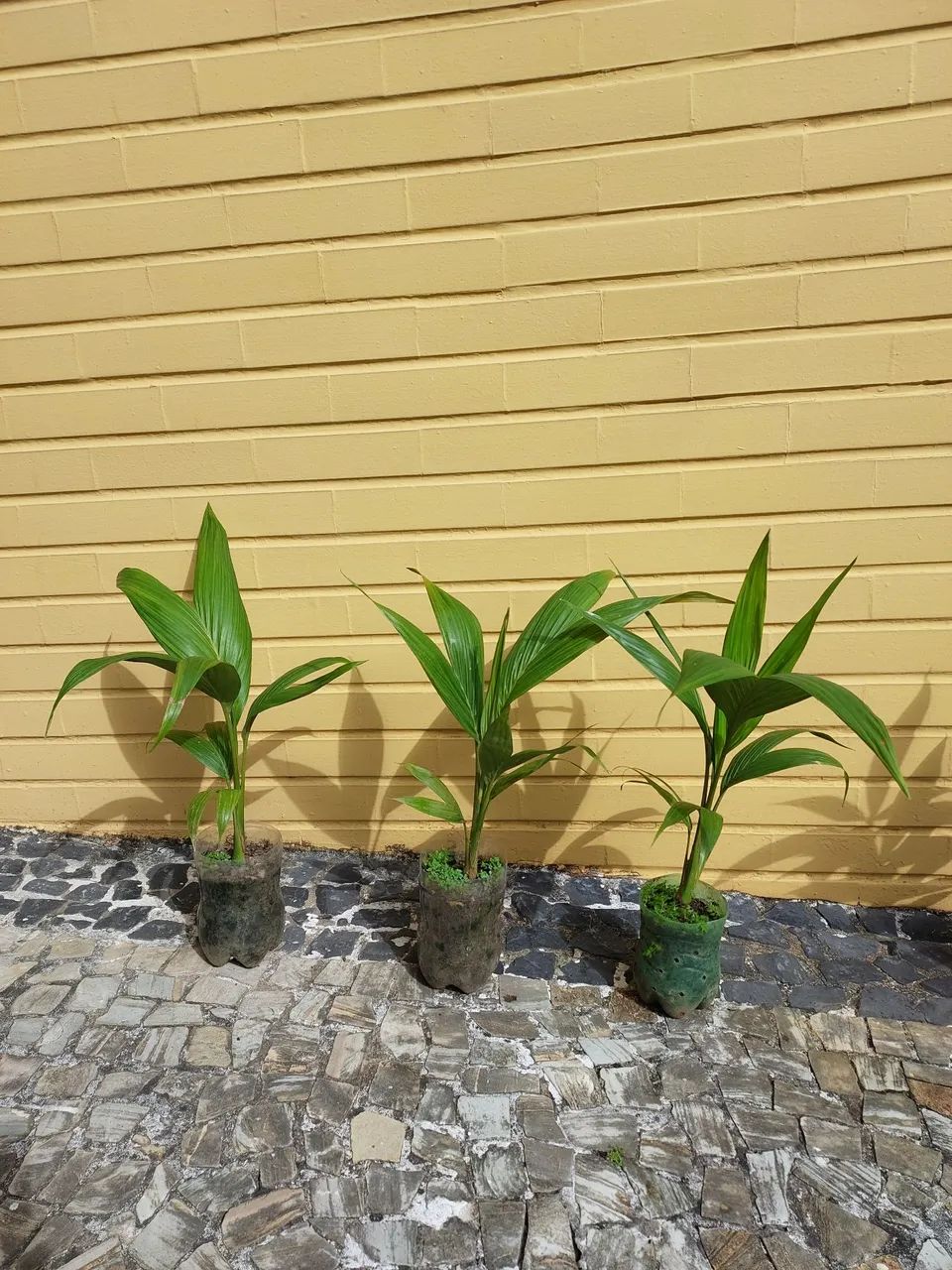 Mudas de coqueiro canadense  - Foto 2