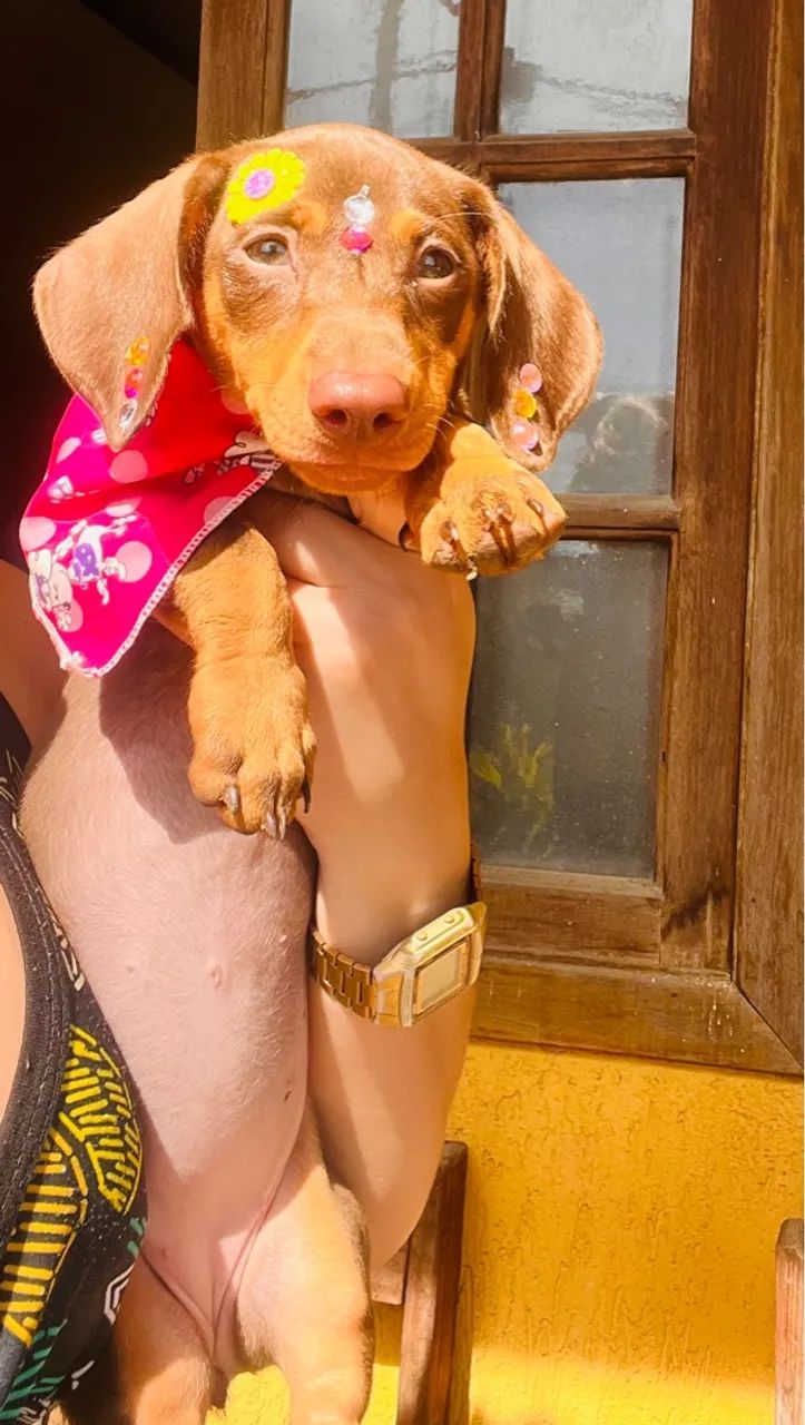 Dachshund fêmea Basset chocolate pedigree opc/ 3 meses - Foto 5