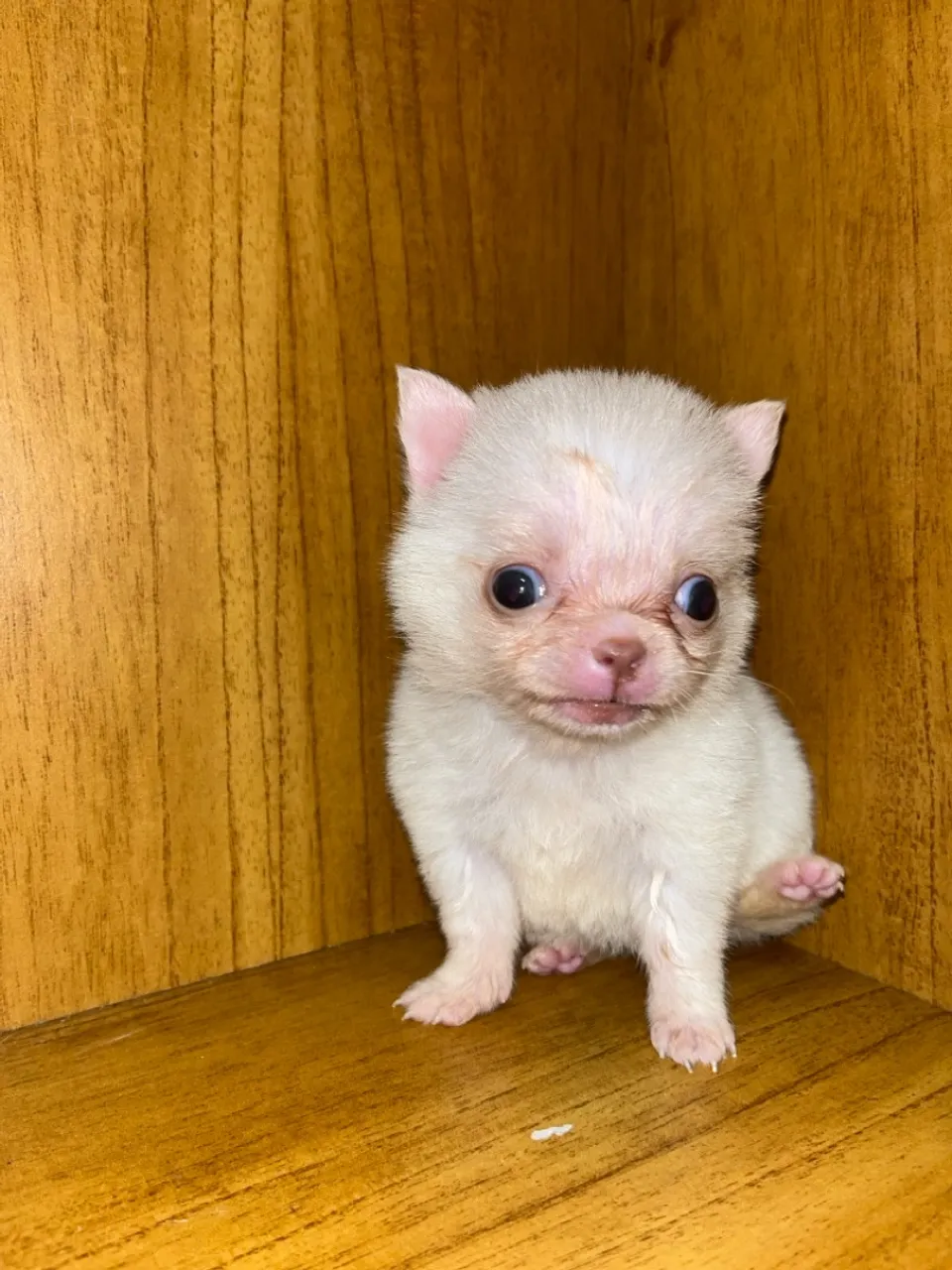 Filhote de Chihuahua 