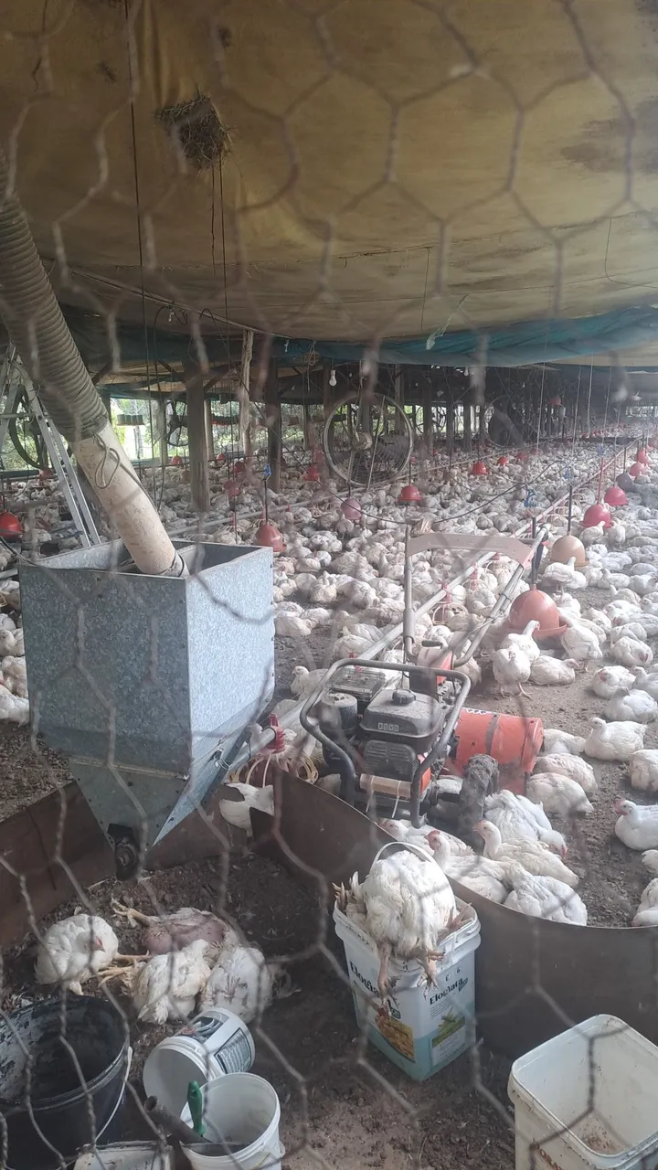 Sitio com Galpão Aviário