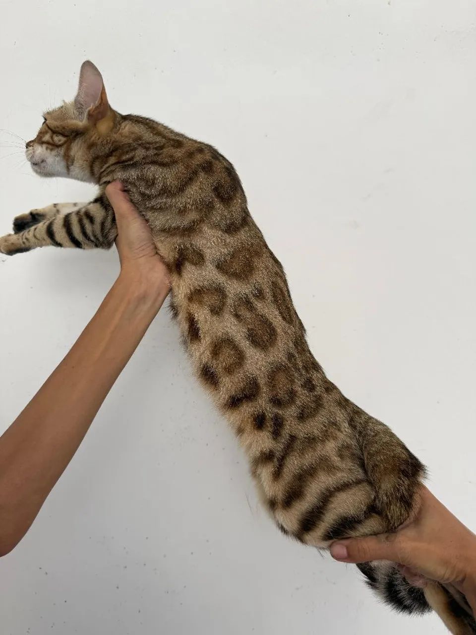 Bengal fêmea castrada 