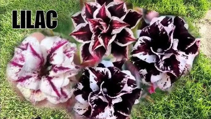 Rosa do deserto (a queridinha do momento). Lilac froster  - Foto 2