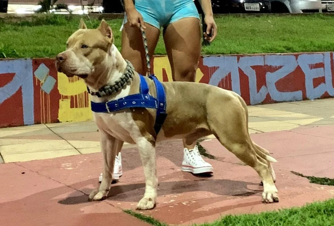 Pit Monster com Pedigree