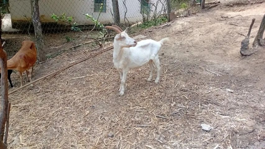 Cabras - Foto 3
