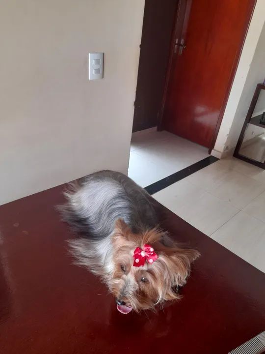 Yorkshire Terrier Filhotes - Foto 2