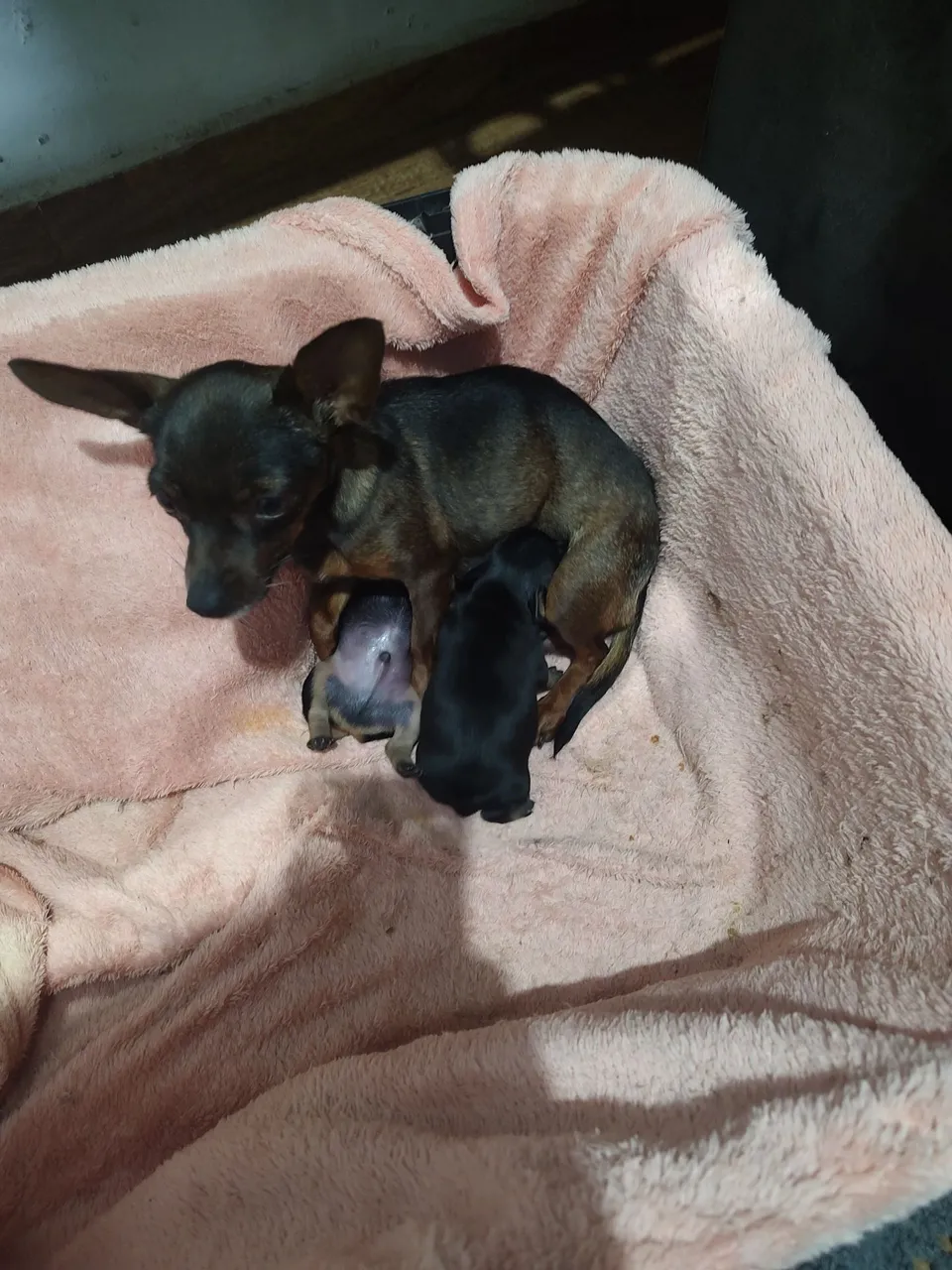 Pinscher machos
