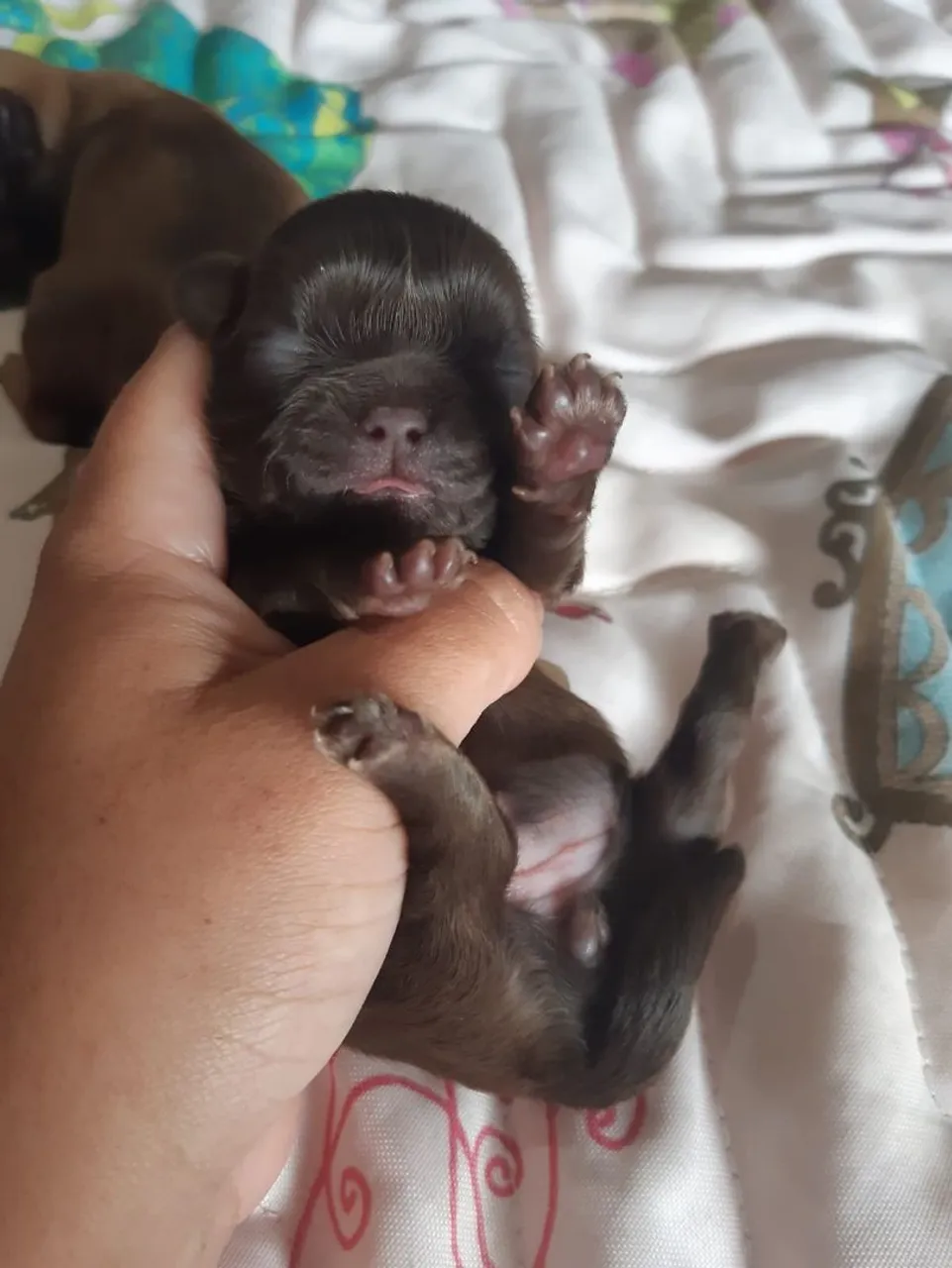 Filhote de Shih Tzu Mini Chocolate Sólido Fêmea