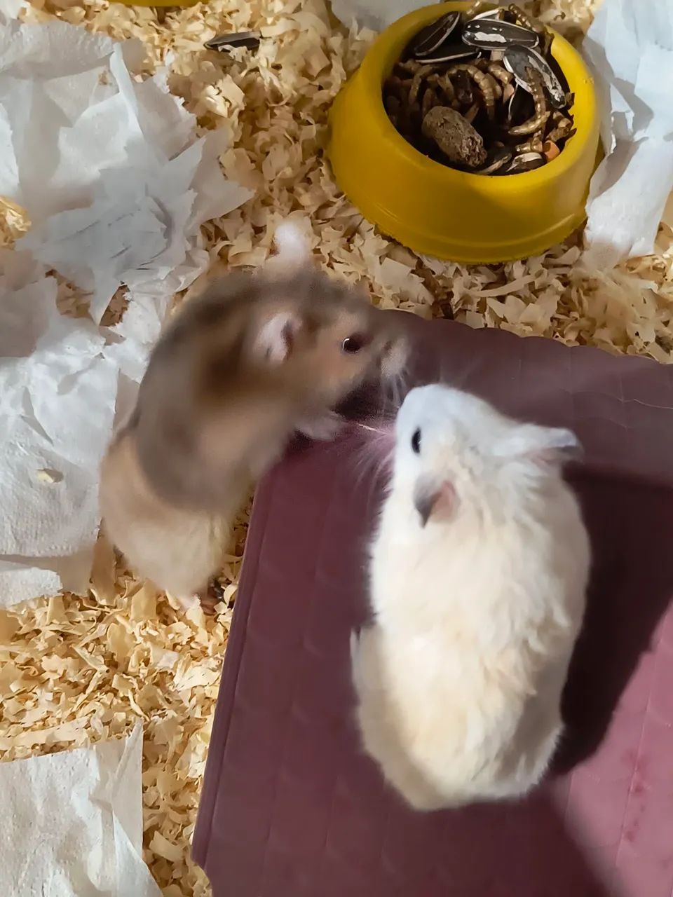 Casal hamster anão russo mini - Foto 2