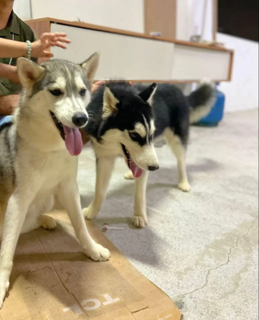 Lindos filhotes de Husky Siberiano