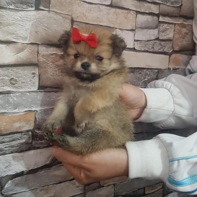 Filhotes de Chow Chow | Meigos e Elegantes 