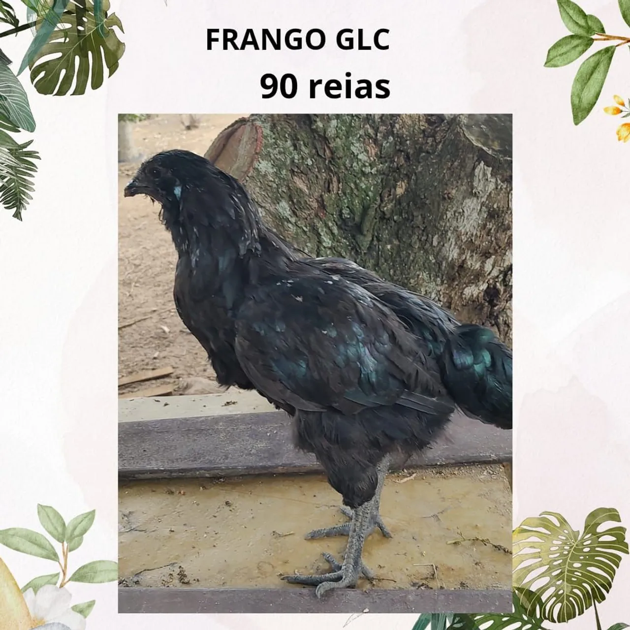 Galinha e galos 