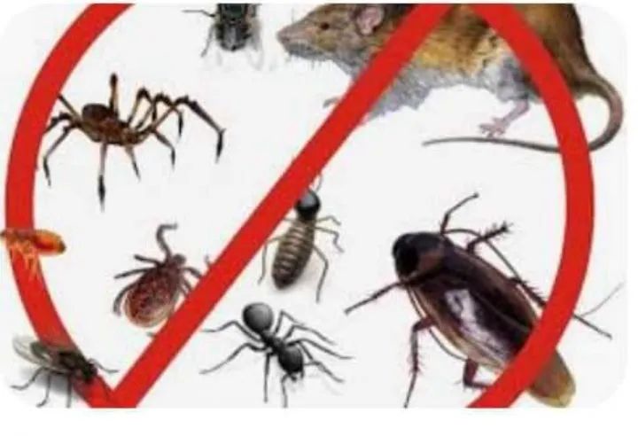 Dedetização  - Foto 2