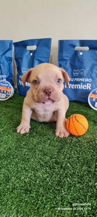 American Bully - filhotes - Foto 4