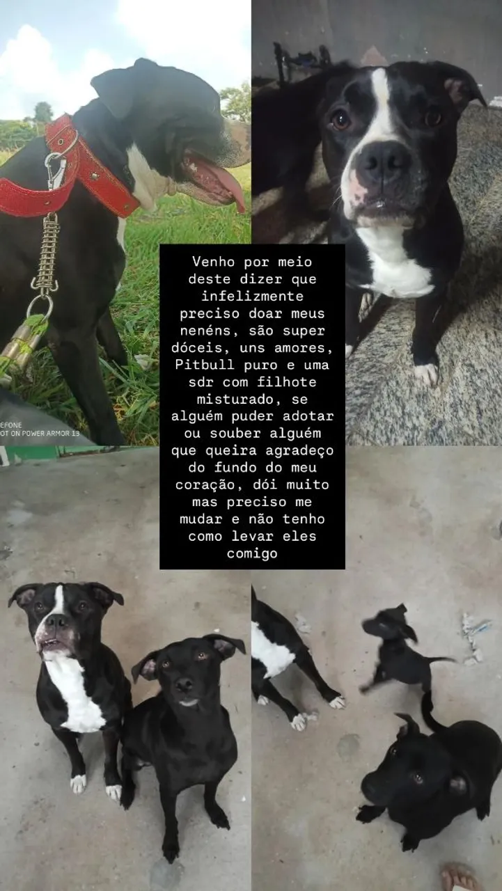 Pitbull é sdr para adoção urgente