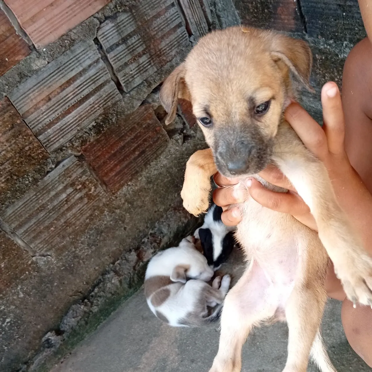 Filhote de cachorro para adoção