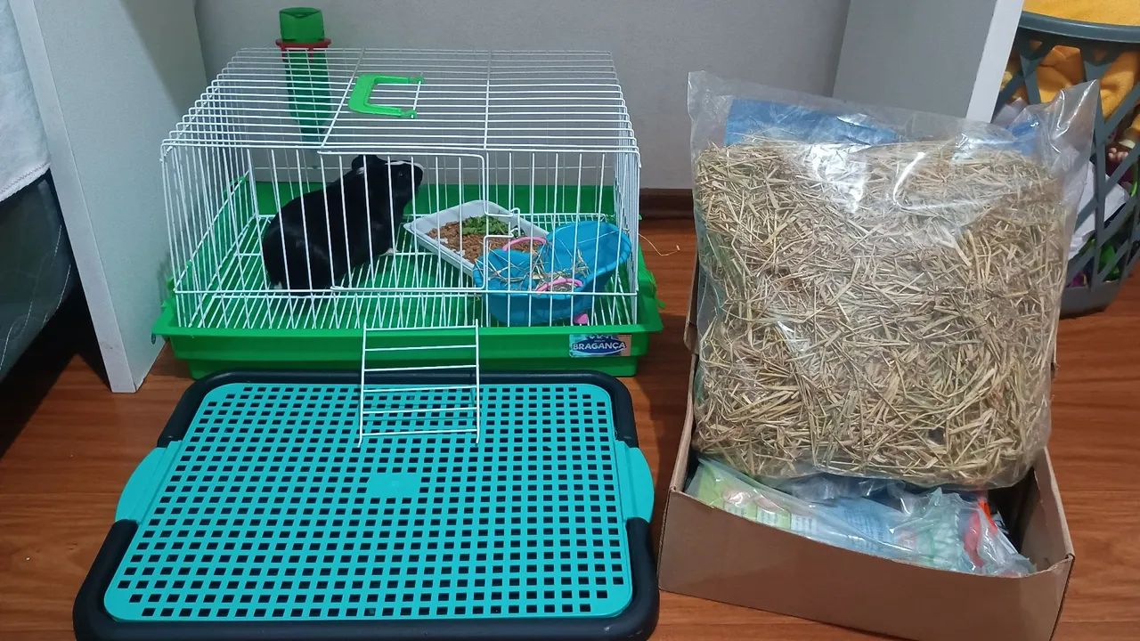 Porquinho da Índia com acessórios 