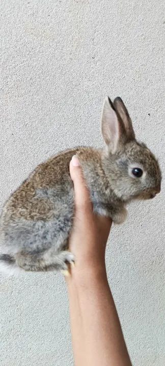 Coelho filhote de raça  - Foto 3