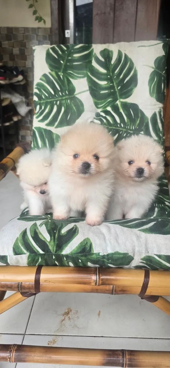 Vendo Filhote de Spitz Alemão - Foto 4