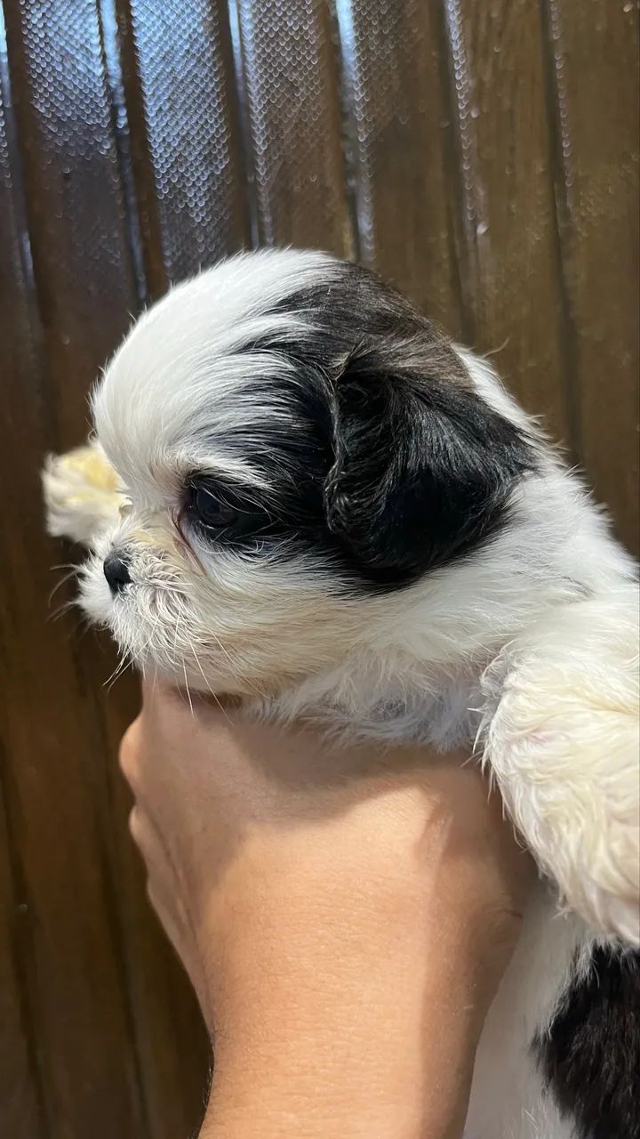 Cachorros Shi Tzu 