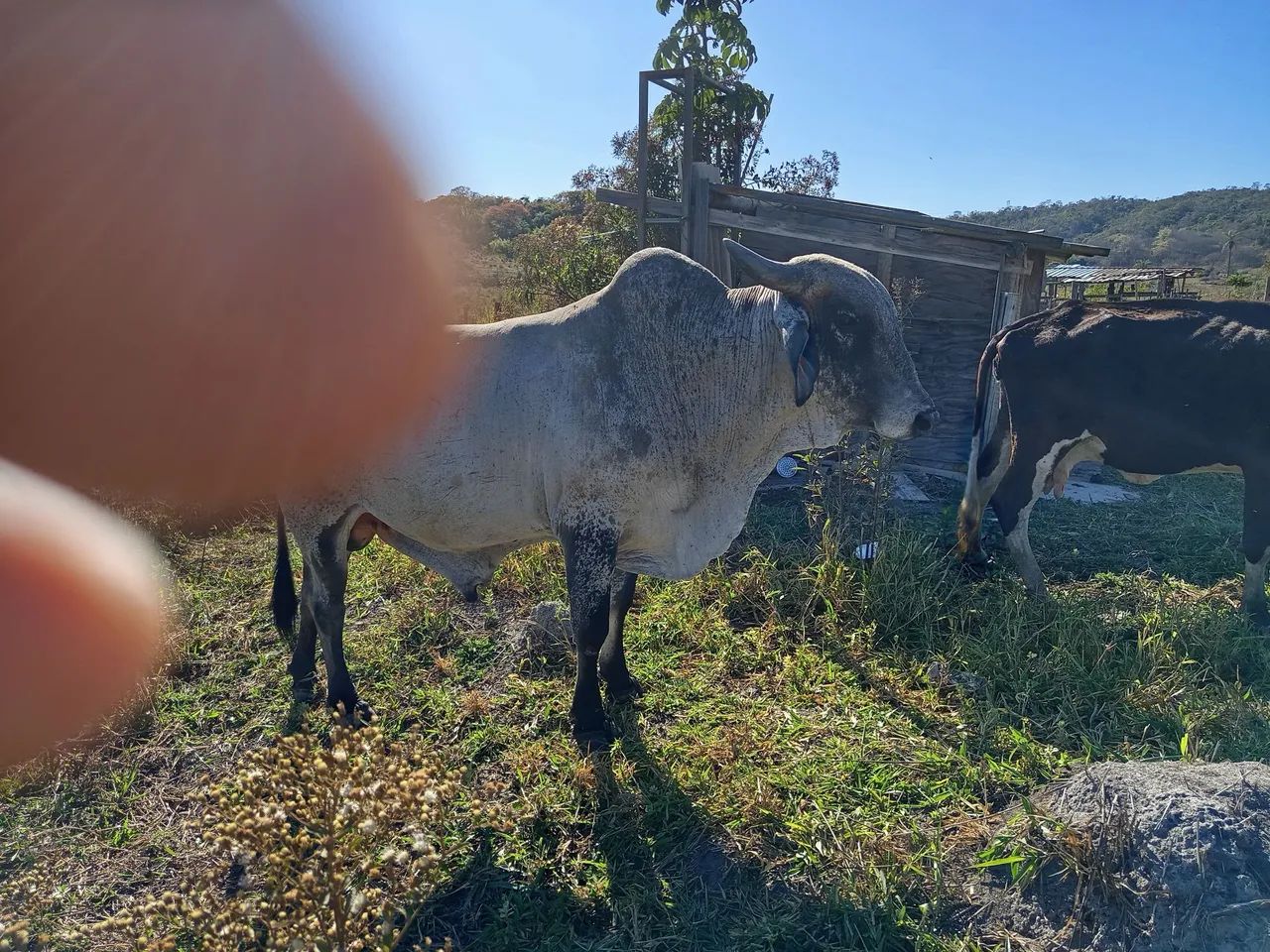 Vendo um boi Gil média 20 @  valor 7000 - Foto 3